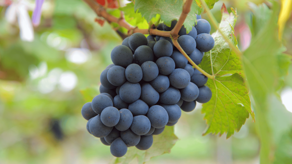 touriga nacional grape