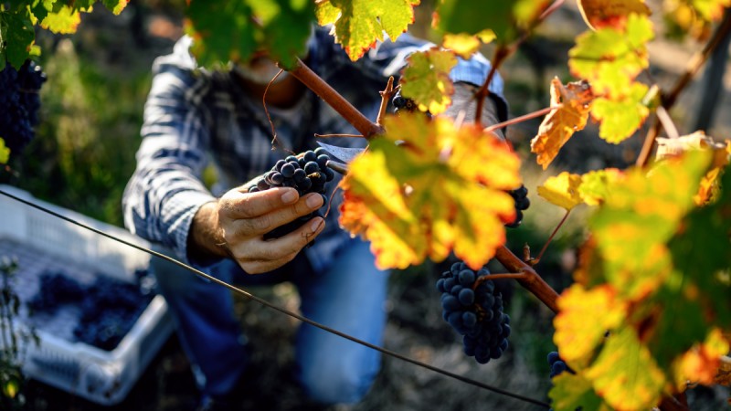 How To Make Wine From Grapes