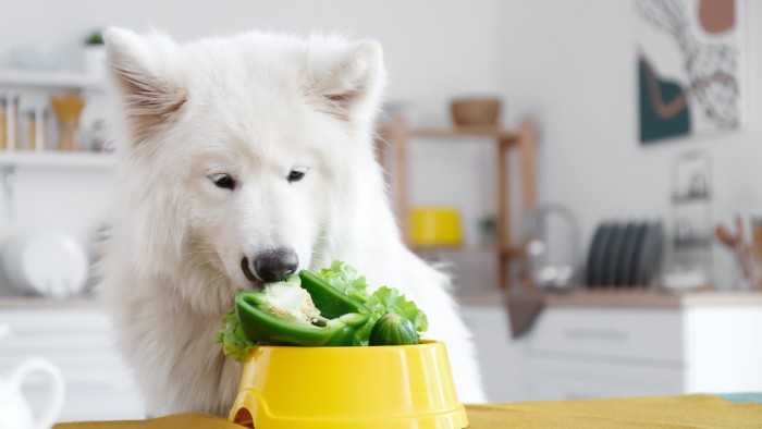 Can Dog Eat Green Beans