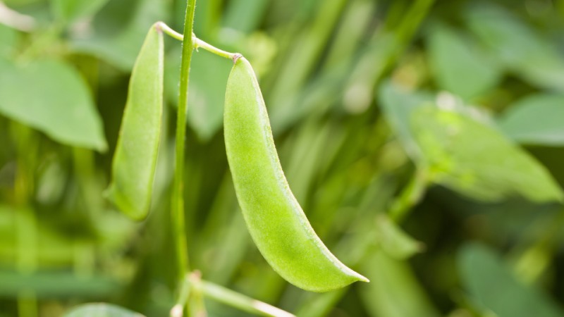 Can dogs eat lima beans